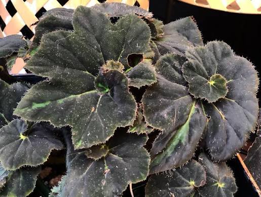 Begonia Lightening Strike
