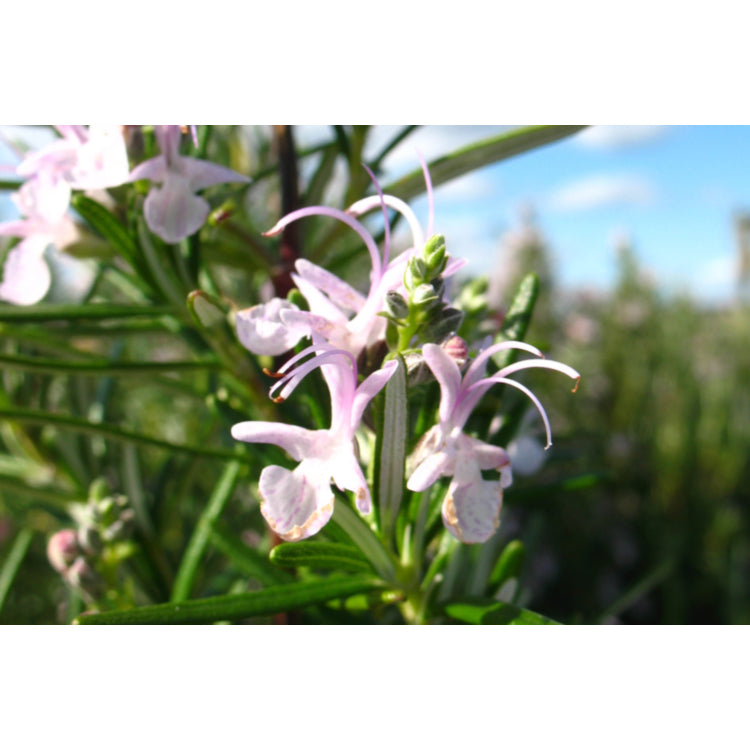 Rosmarinus Potuguese Pink