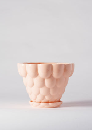 Angus & Celeste Jelly Plant Pot