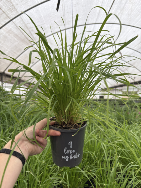 Cat grass