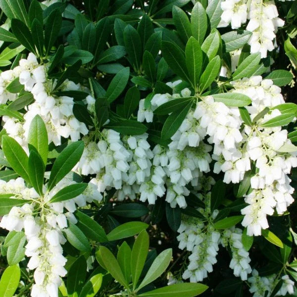 Pieris Japonica "Temple Bells"