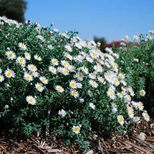 "Paper Daisy" Rhodanthe anthemoides