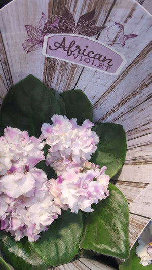 African Violets