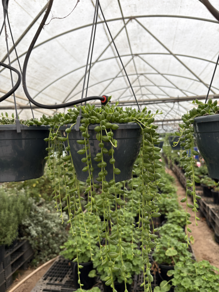 Sencio radicans string of tears