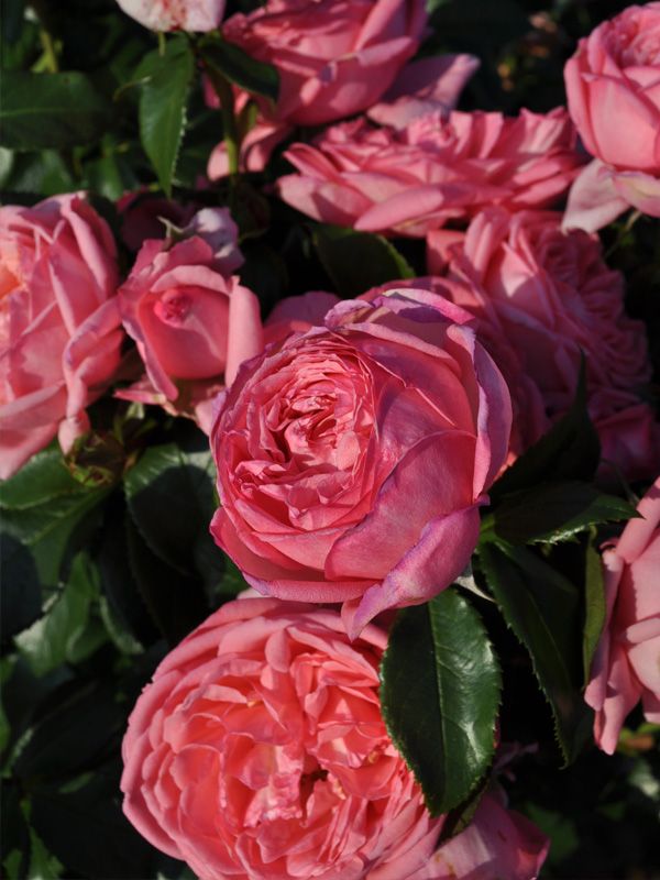 Rose - George Delbard "Grand Siecle"