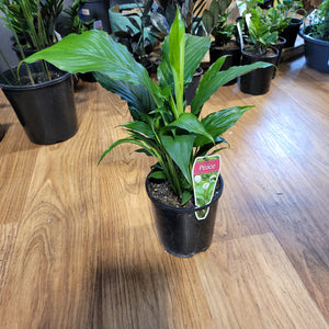 Spathiphyllum  (Peace Lily)