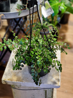 Pellaea rotundafolia button fern