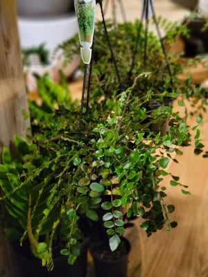 Pellaea rotundafolia button fern