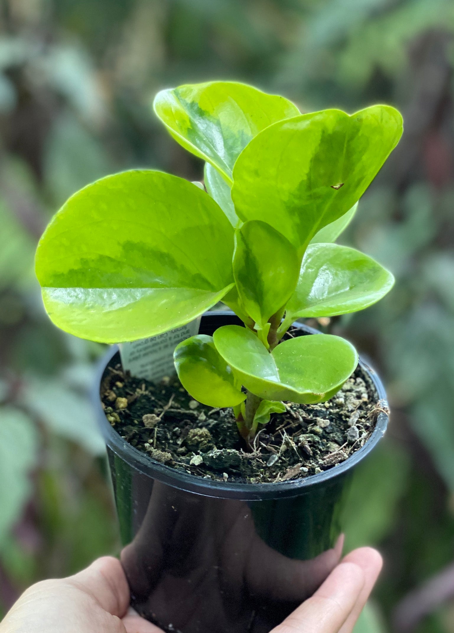 Peperomia lemon lime