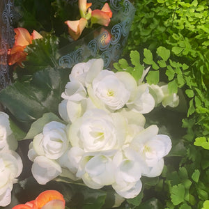 Begonia Elatior