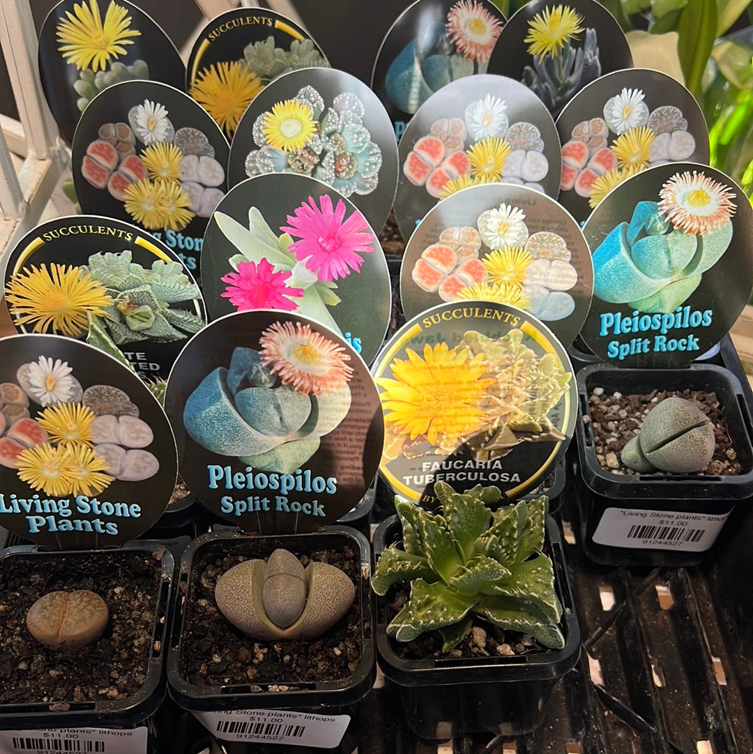 "Living Stone plants" lithops Mesembs Collection