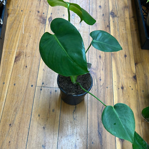 Monstera deliciosa