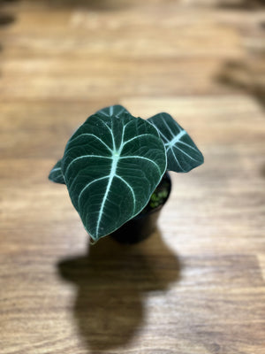 Alocasia ‘Black velvet’