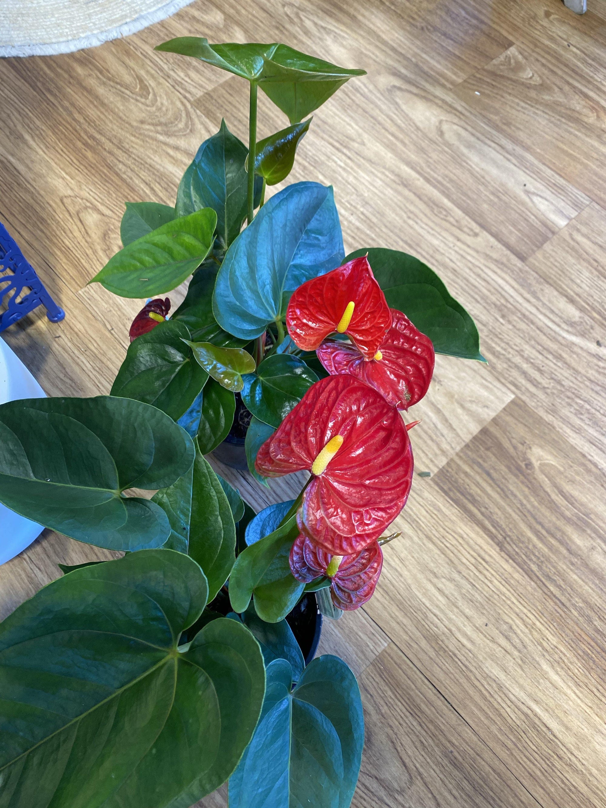 Anthurium Red flamingo - That Plant Shop