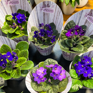 African Violets