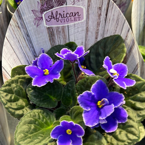African Violets