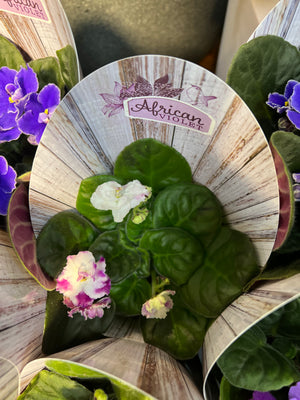 African Violets