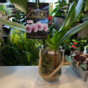 Phalaenopsis mini  double stem orchid