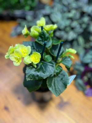 Begonia Elatior