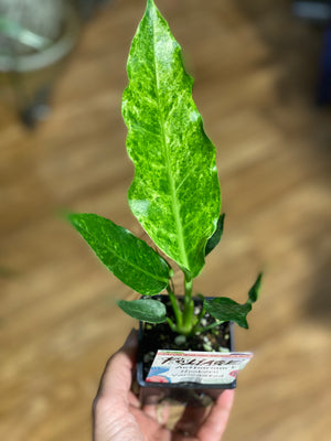 Anthurium hookeri variegated ( rare )