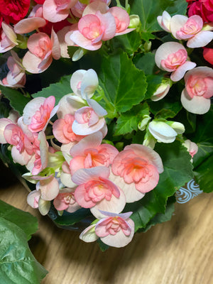 Begonia Elatior