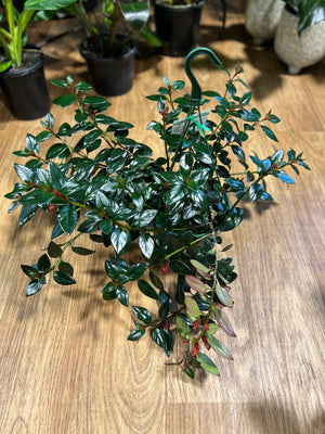Nematanthus Gold fish plant