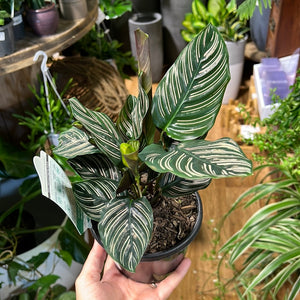 Calathea sanderiana