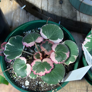 Saxifraga stolonifera