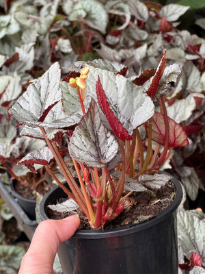 Begonia  Rex varieties
