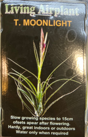 Tillandsia gift