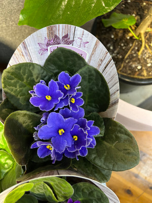 African Violets