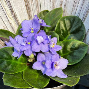 African Violets