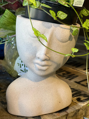 Sleeping beauties pot