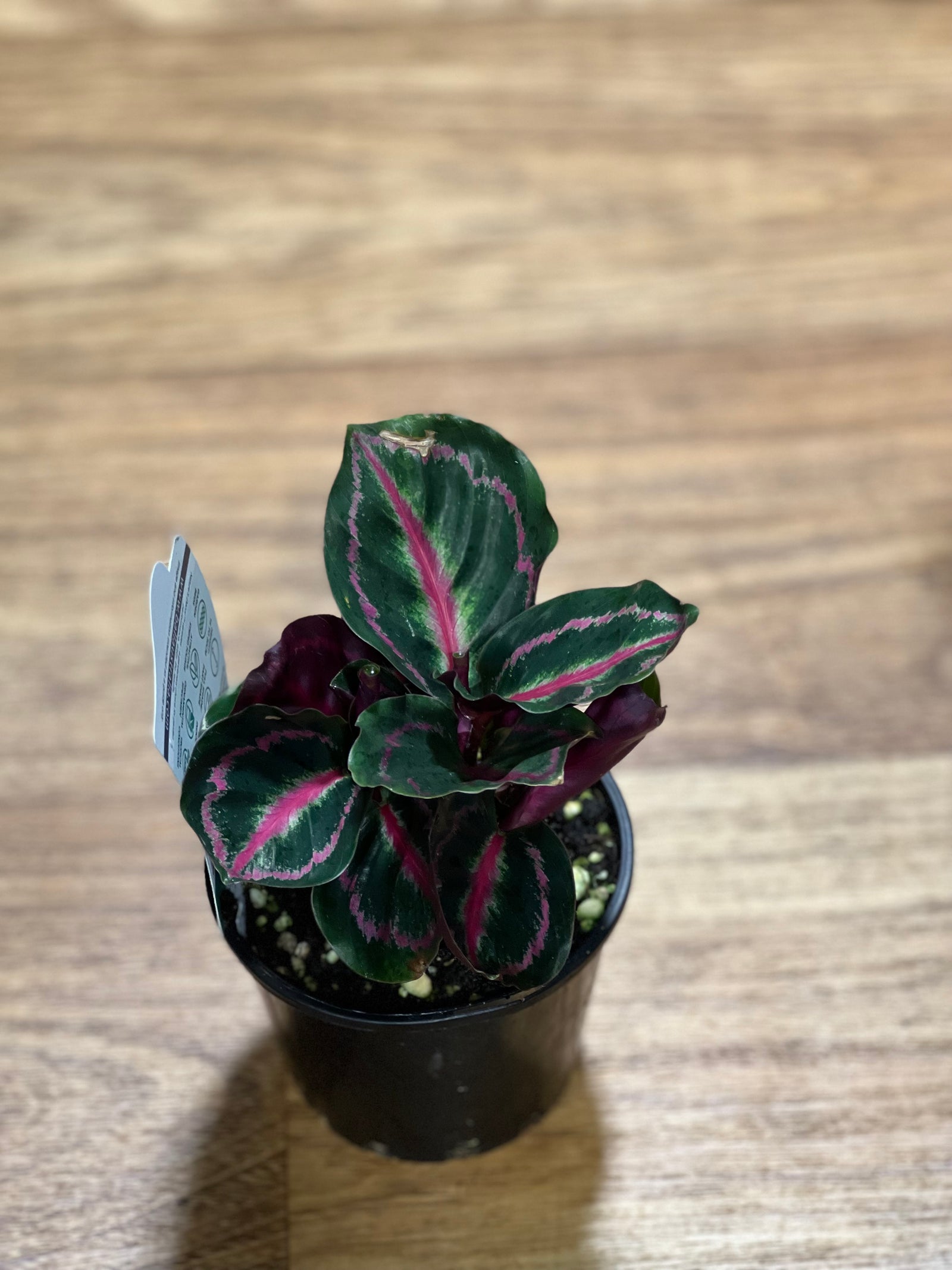 Calathea rosepicta  illustris