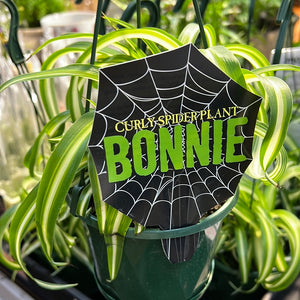 Chlorophytum bonnie