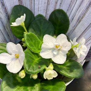 African Violets