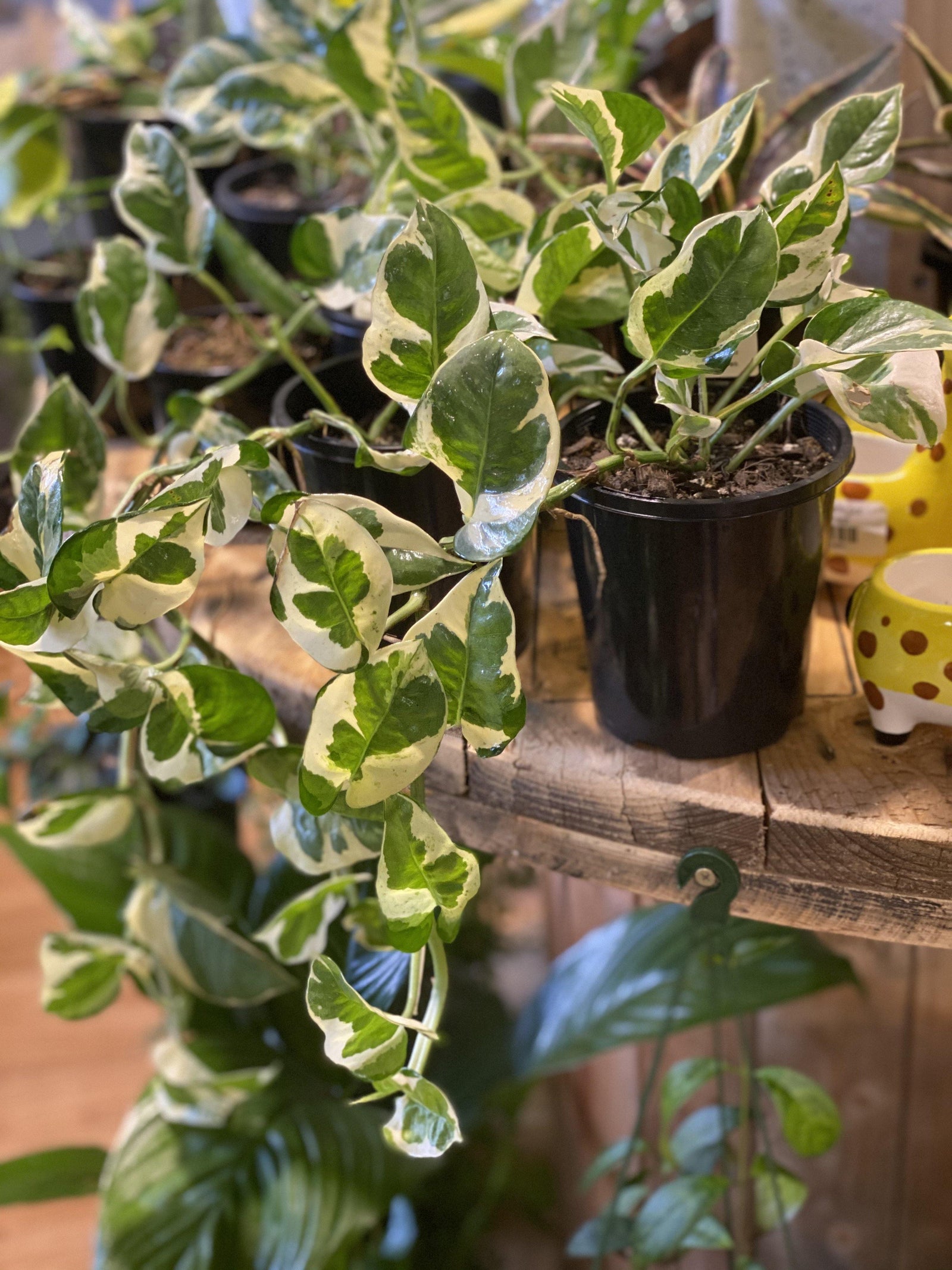 Epipremnum aureum (Pearls and Jade) - Artisans Garden Nursery