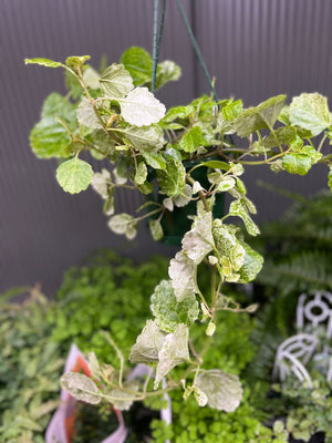 Plectranthus varigata Swedish ivy