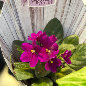 African Violets