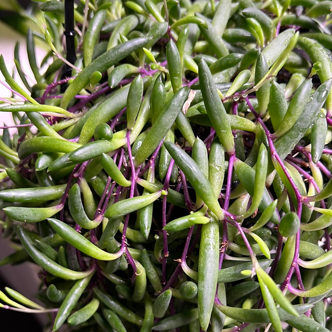 Othona “Ruby necklace”