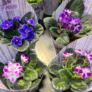 African Violets
