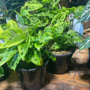 Monstera adansonii Monkey mask