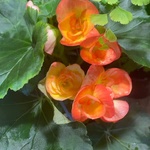 Begonia Elatior