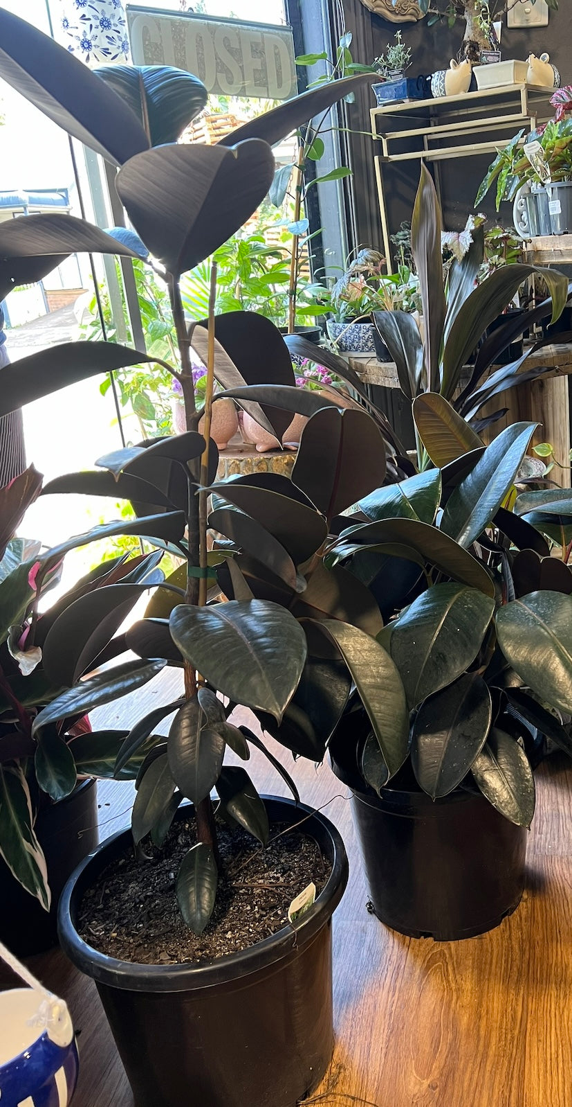 Ficus burgundy