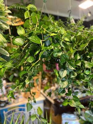 Peperomia scandens jade