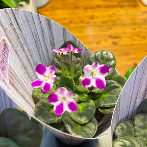 African Violets