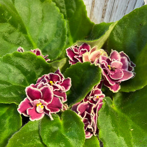 African Violets