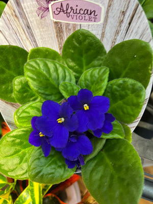 African Violets