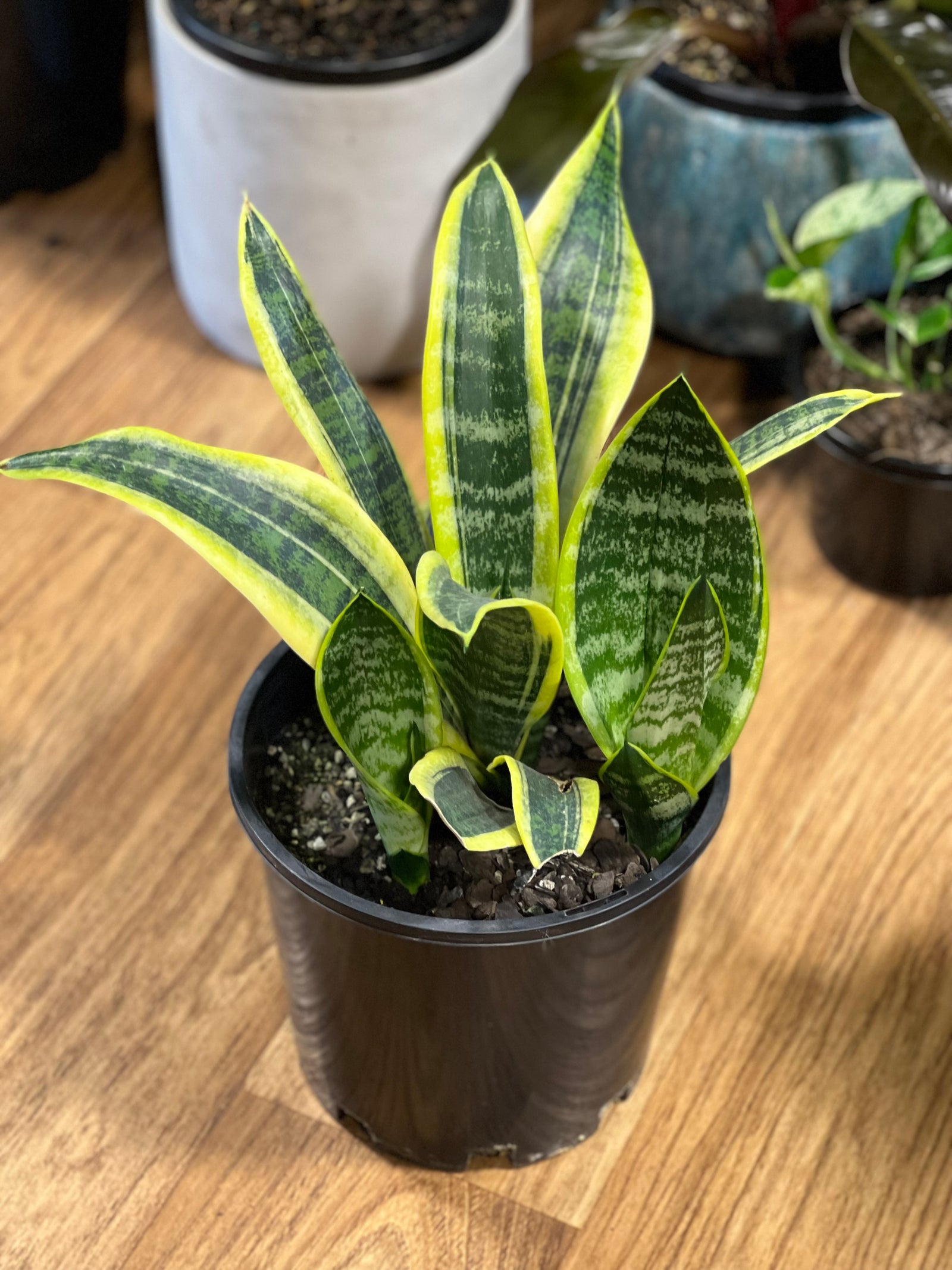 Sansevieria trifasciata