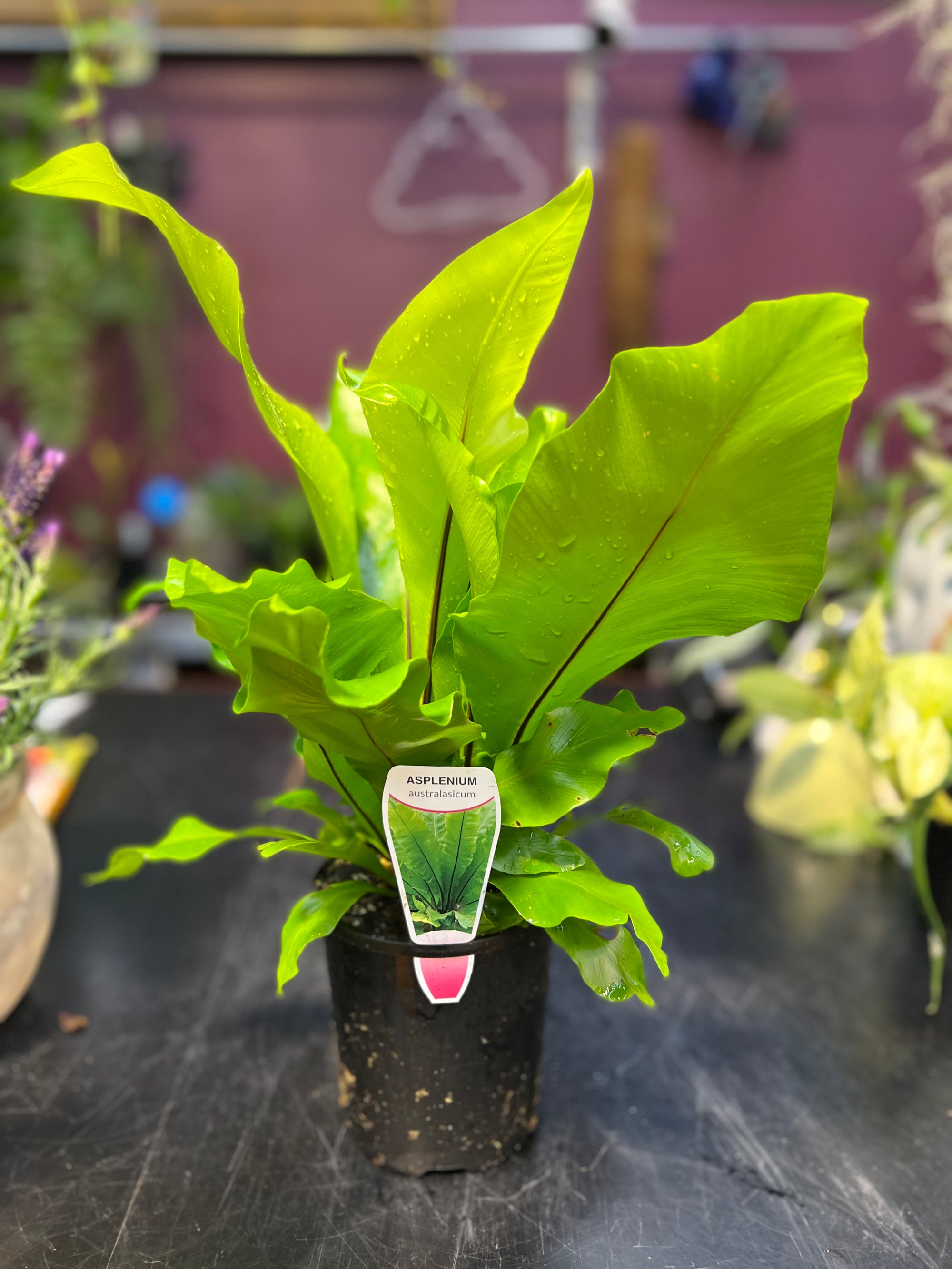 Asplenium nidus bird’s nest fern